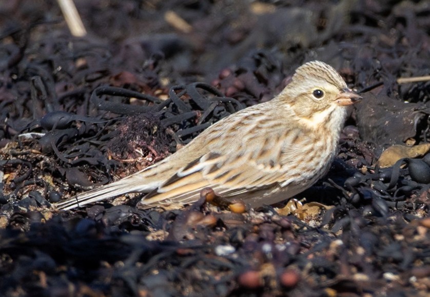 Bruant des prés (princeps) - ML644177494