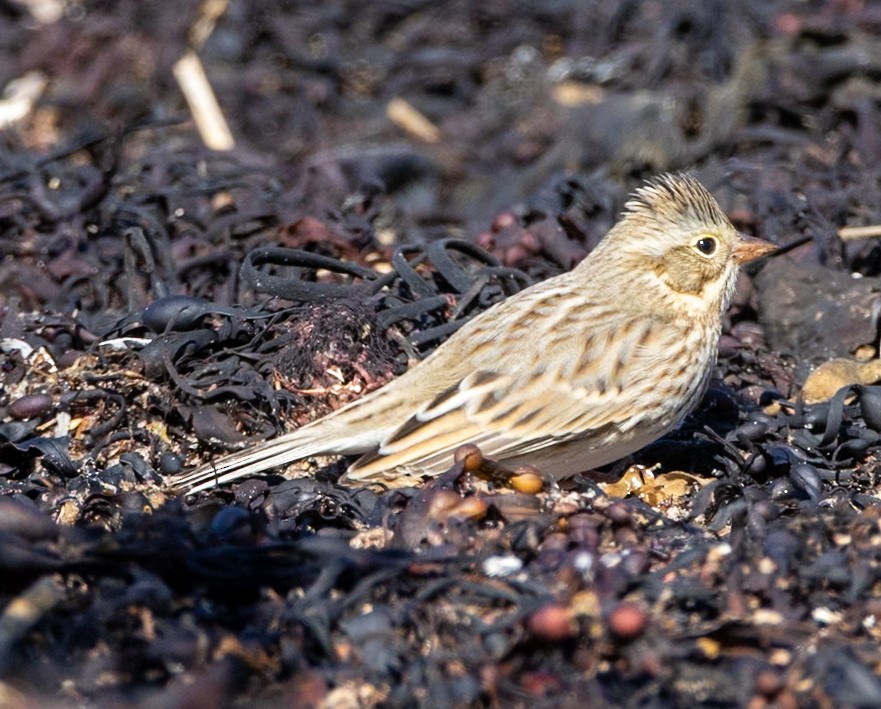 Bruant des prés (princeps) - ML644177495