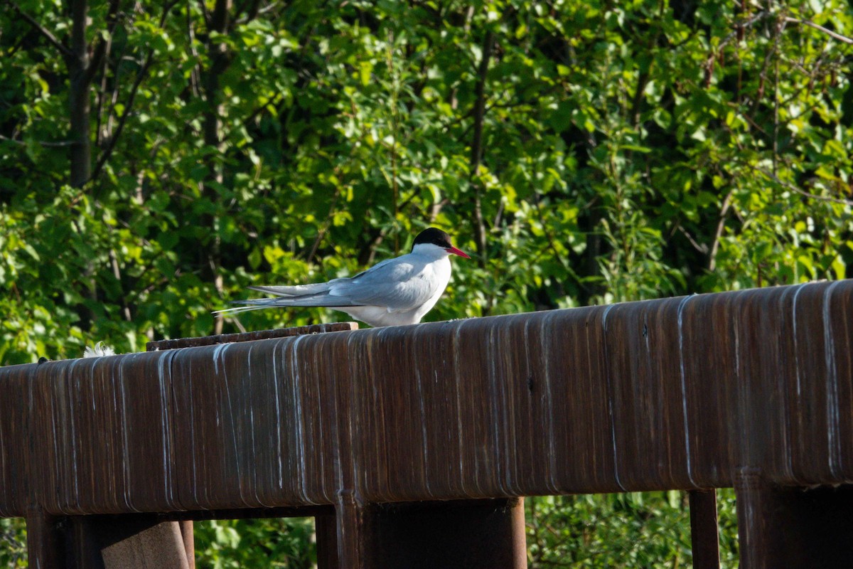 Arctic Tern - ML644177521