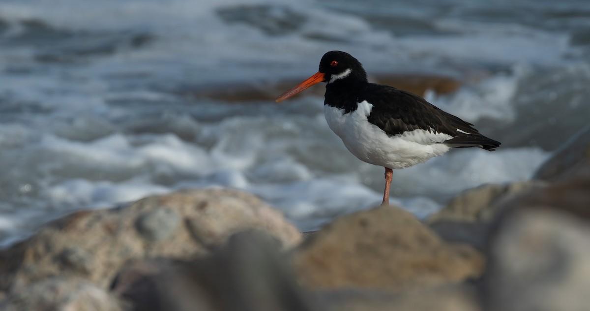 Eurasian Oystercatcher - ML644177537