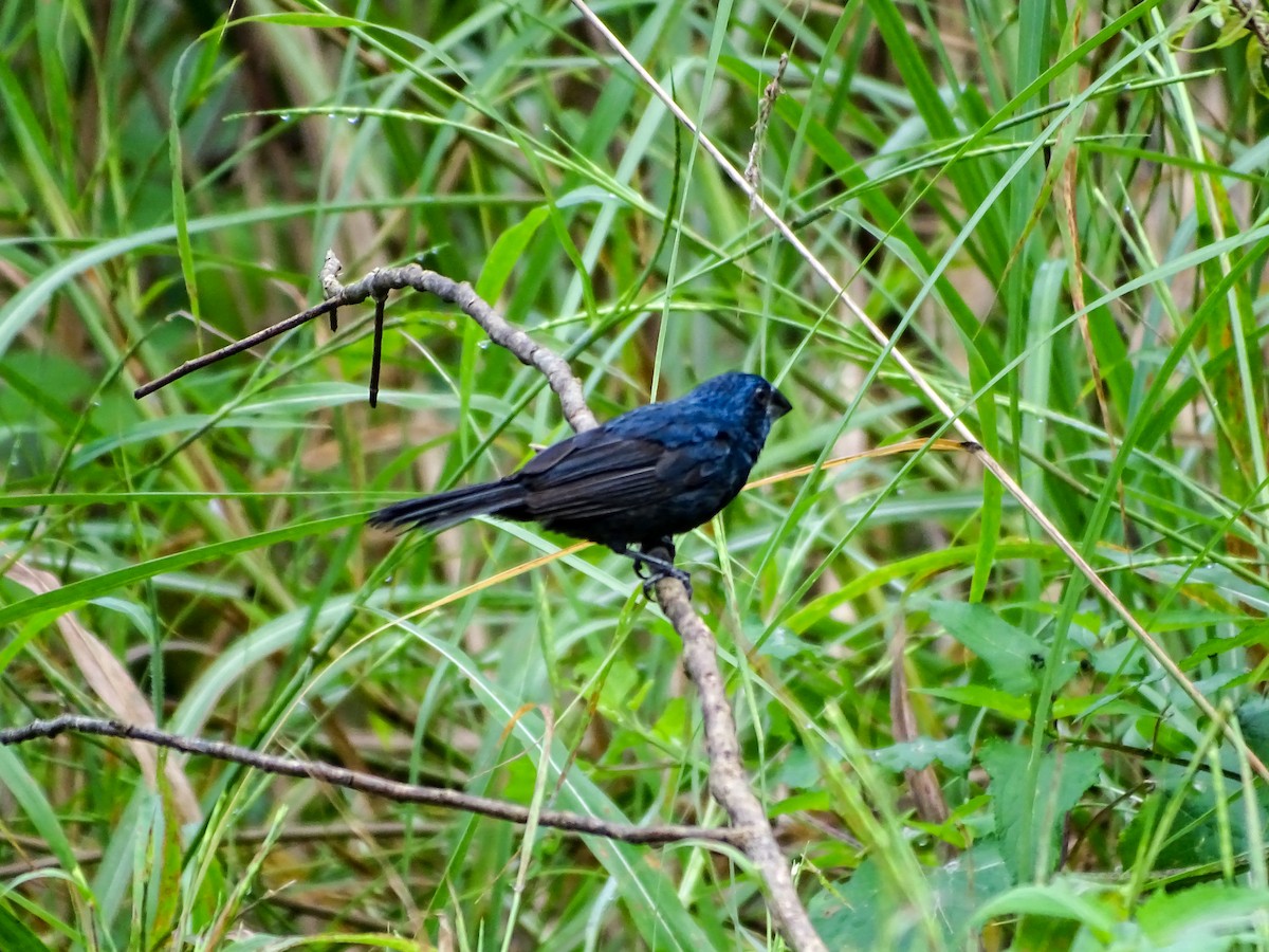 Blue-black Grosbeak - ML644177552