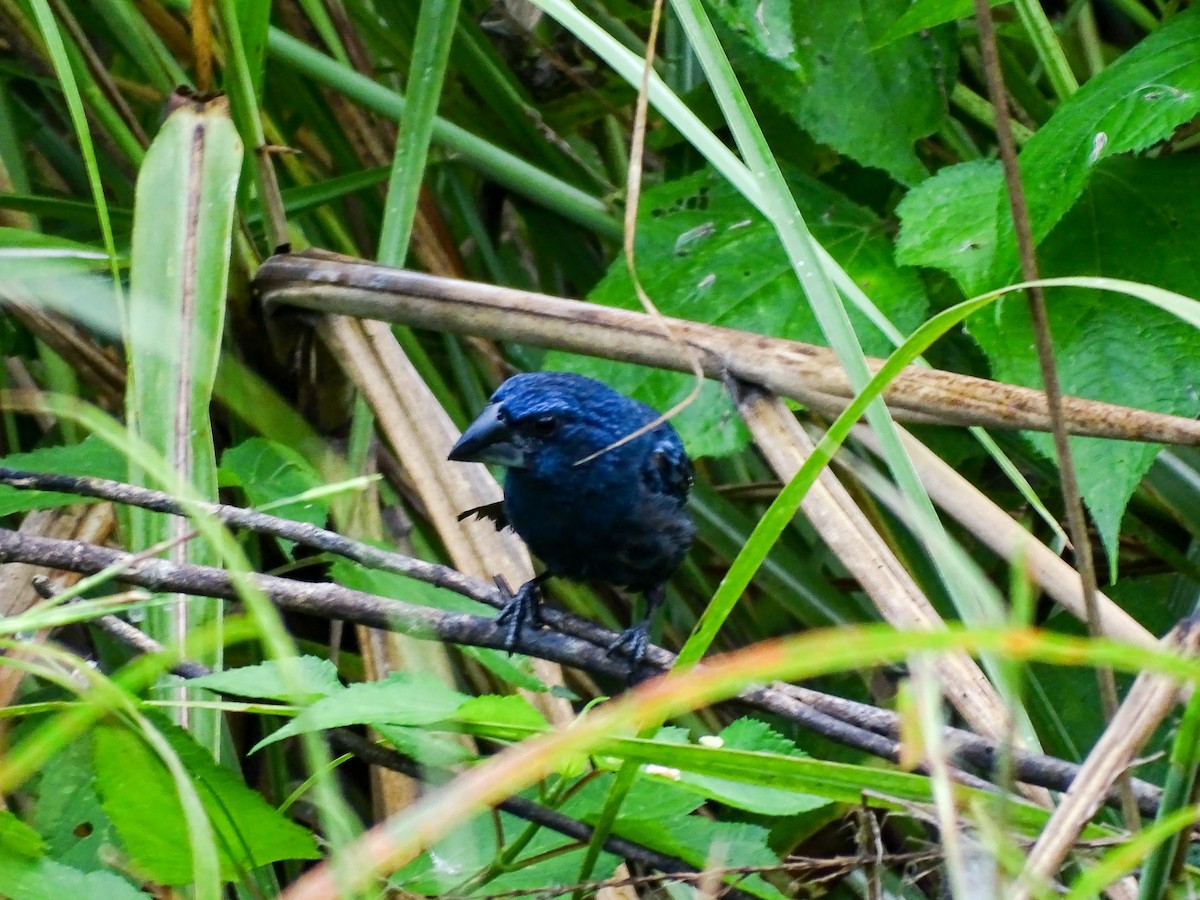 Blue-black Grosbeak - ML644177553