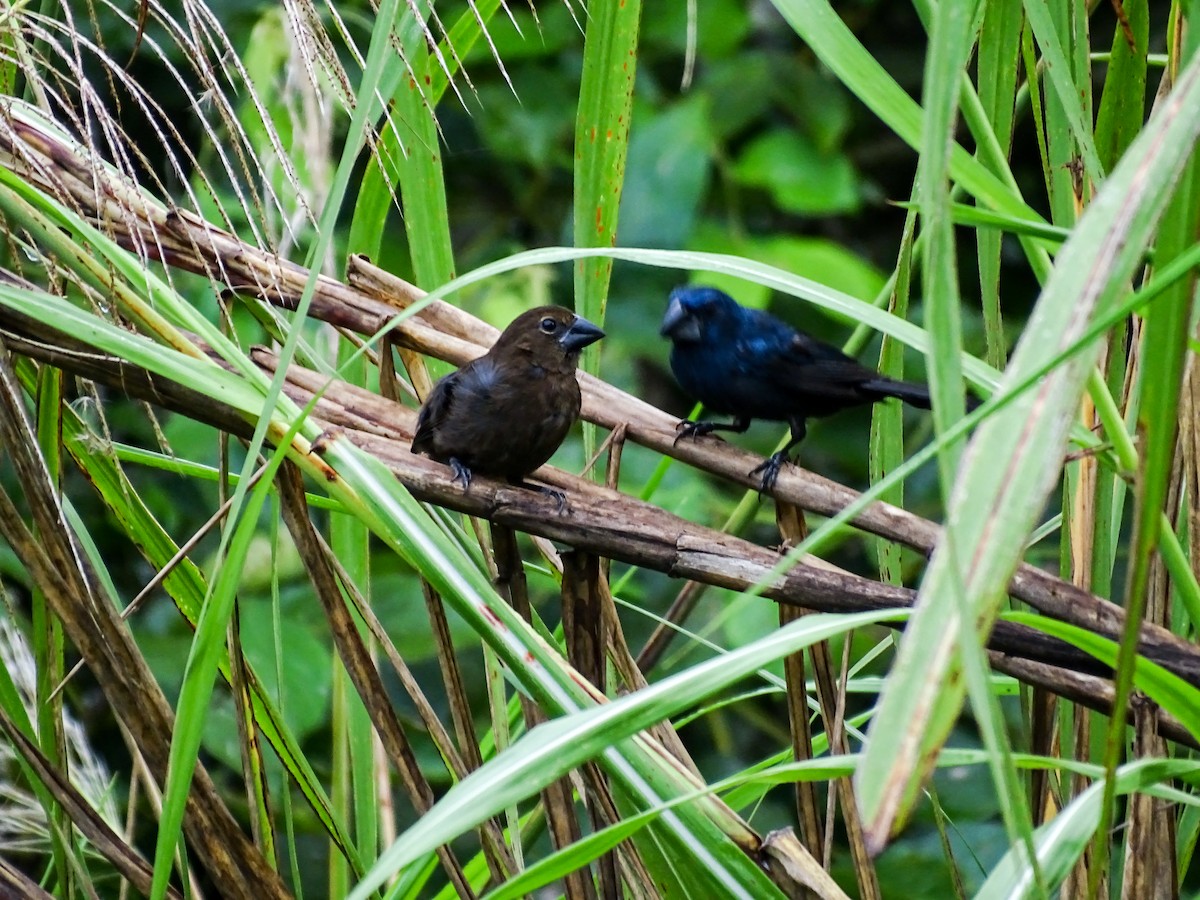 Blue-black Grosbeak - ML644177554