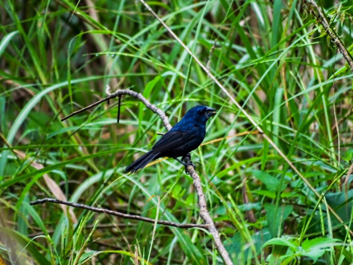 Blue-black Grosbeak - ML644177555