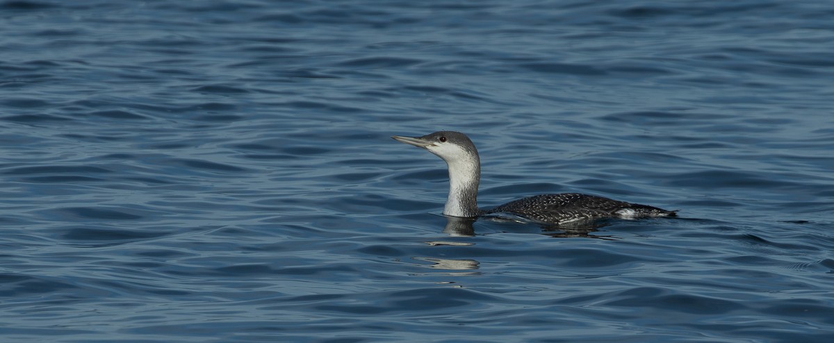 Red-throated Loon - ML644177559