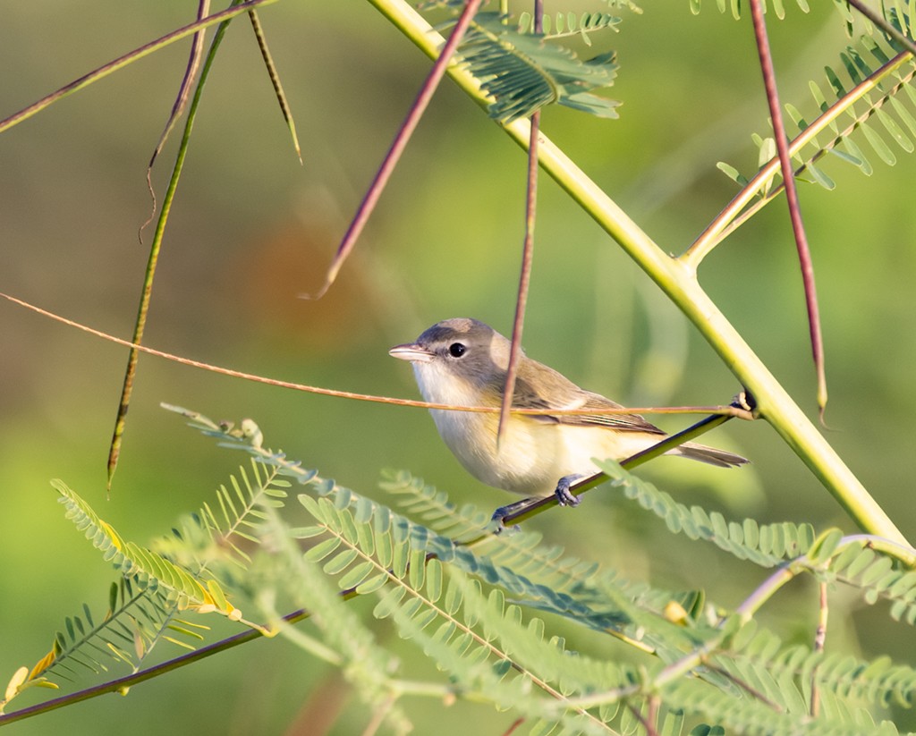 ベルモズモドキ（bellii／medius） - ML644177575