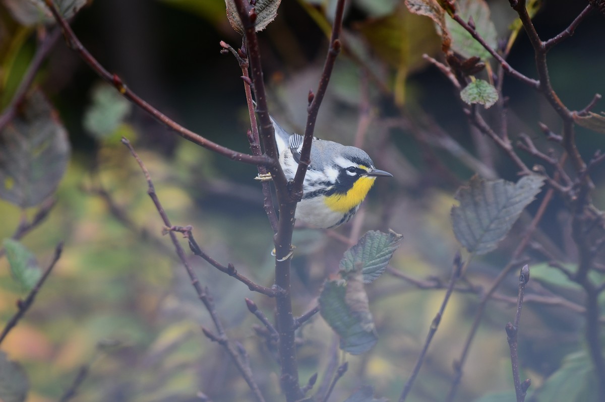 キノドアメリカムシクイ - ML644177576