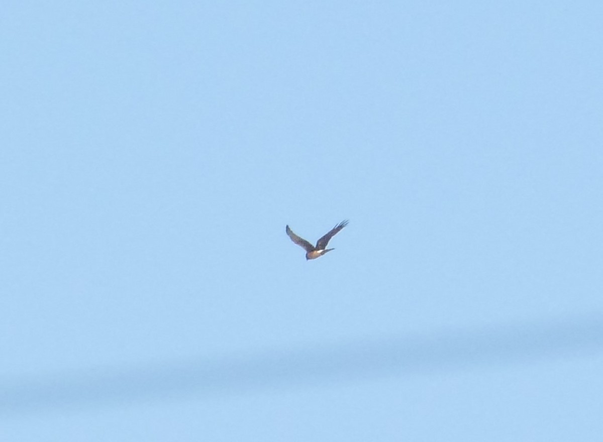 Northern Harrier - ML644177578