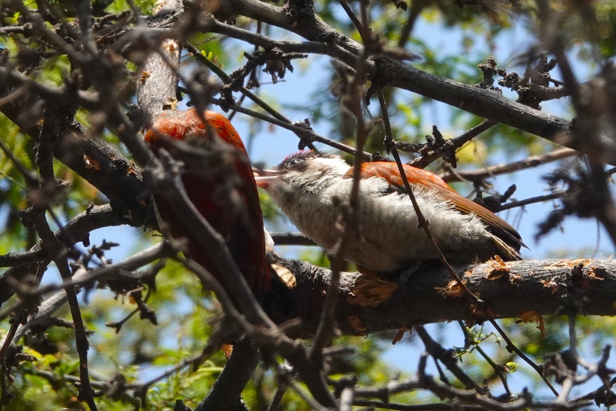 Scarlet-backed Woodpecker - ML644177605