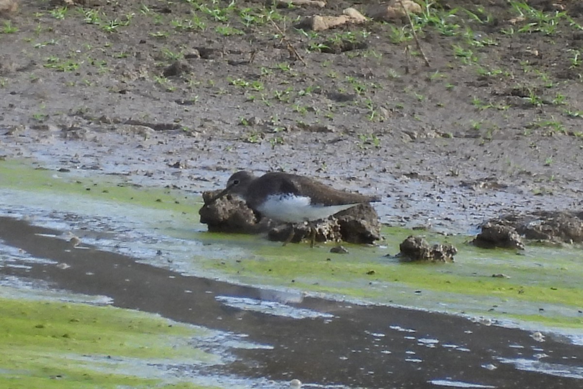 vodouš kropenatý - ML644177633