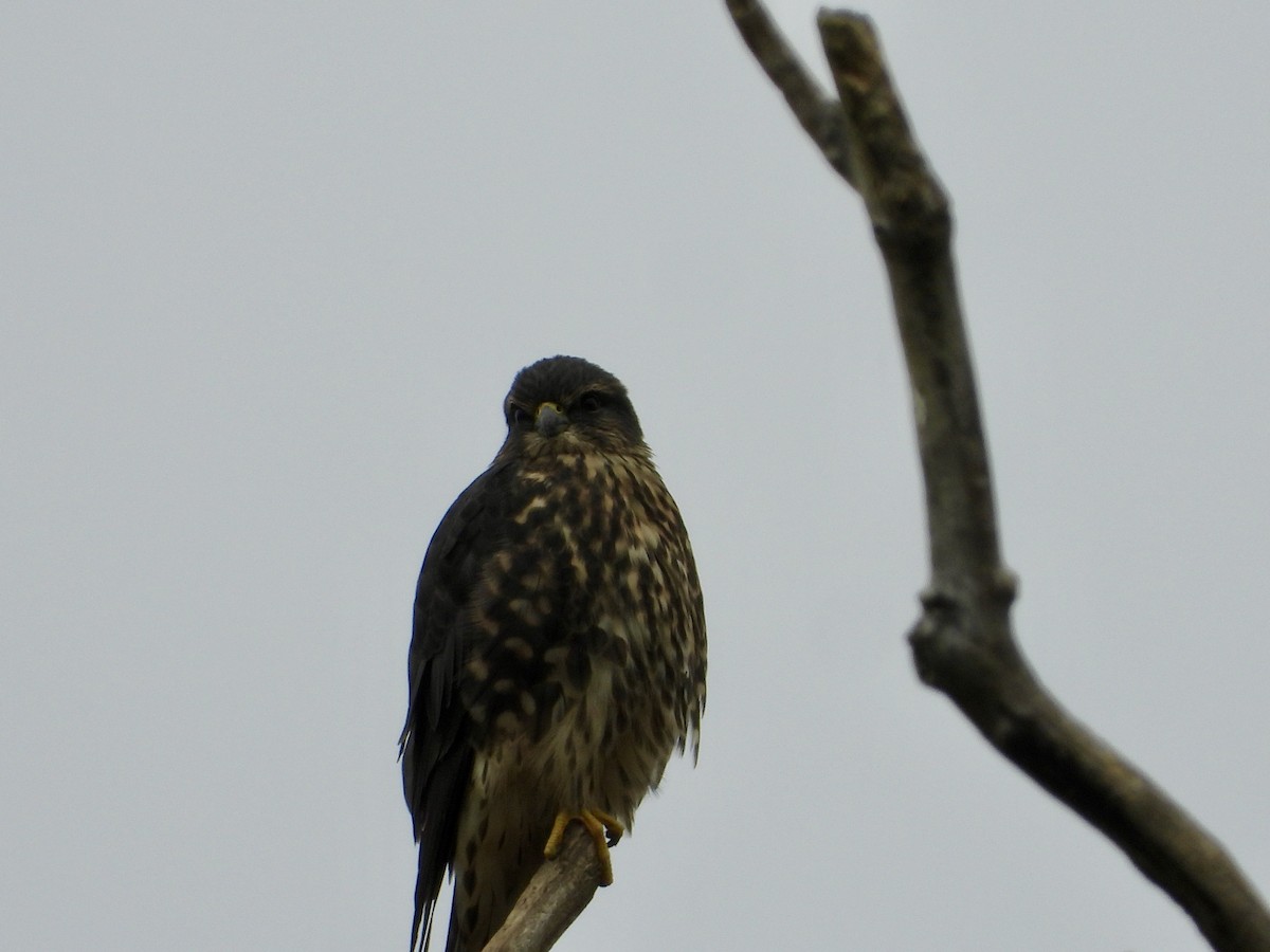 Merlin - ML644177634