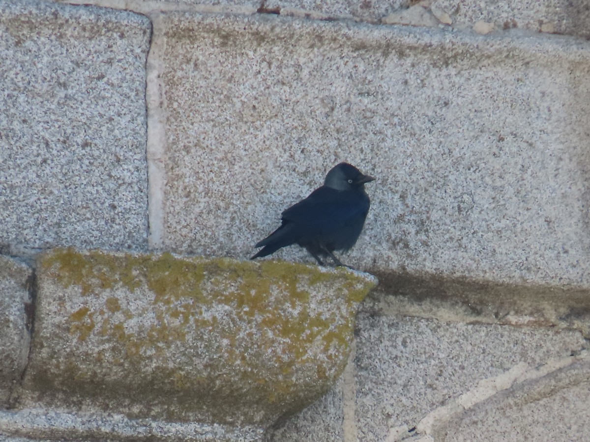 Belatxiki arrunta - ML644177642