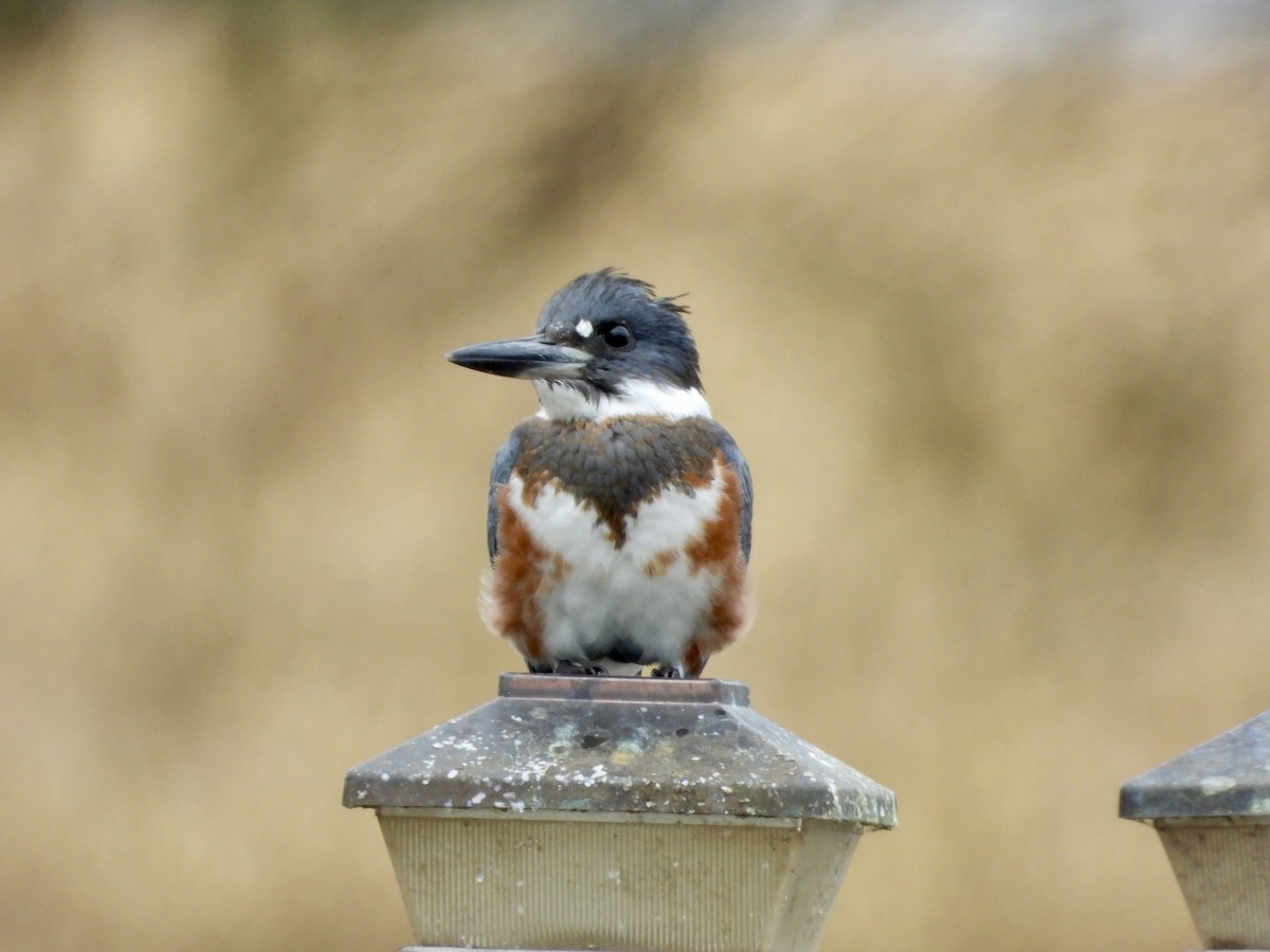 Belted Kingfisher - ML644177647