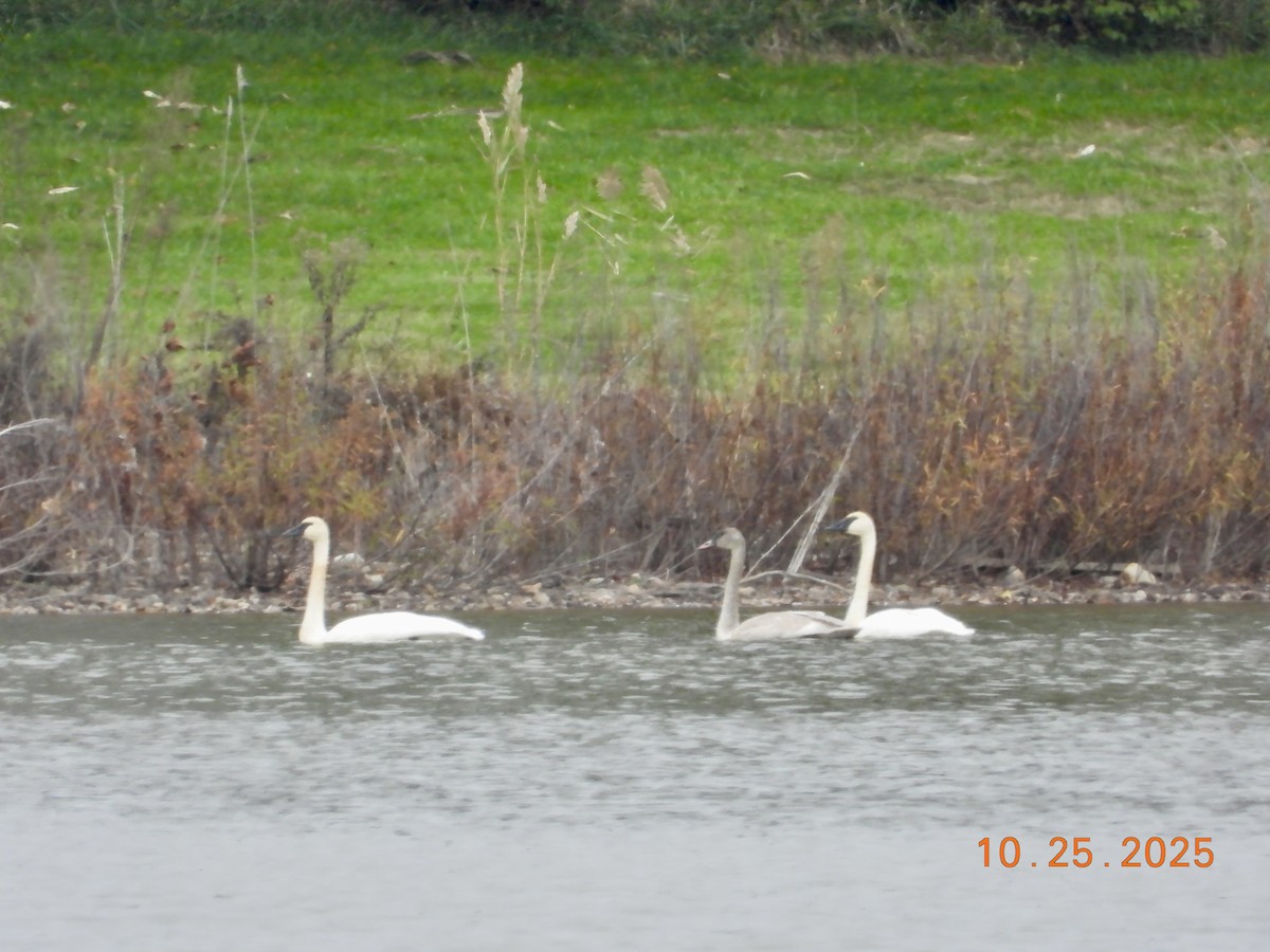 Trumpeter Swan - ML644177652