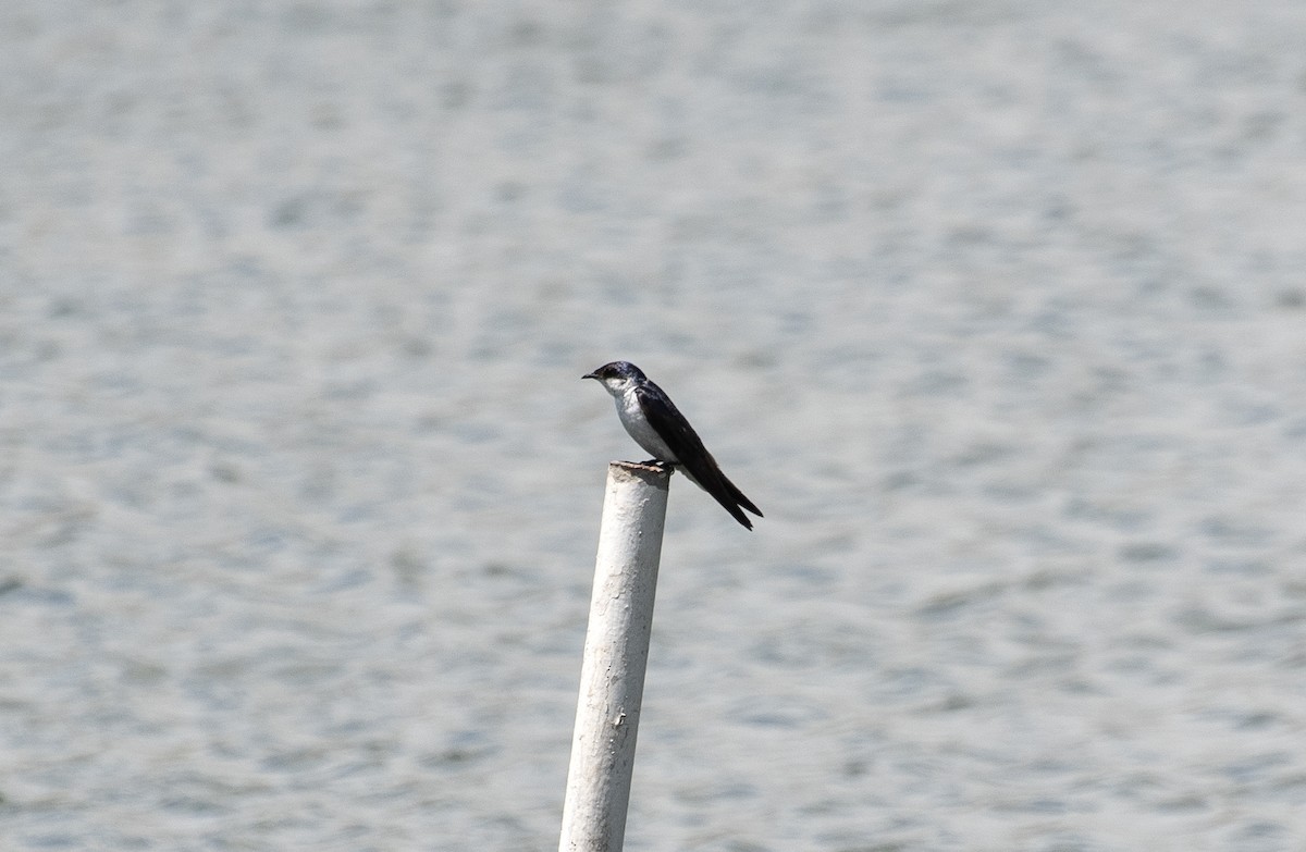 ハジロミドリツバメ - ML644177654