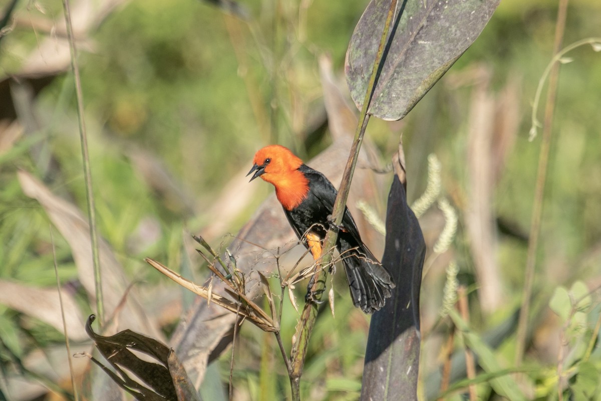 Трупіал червоноголовий - ML644177658
