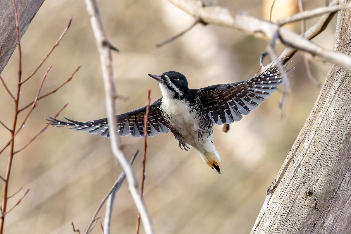 Black-backed Woodpecker - ML644177710