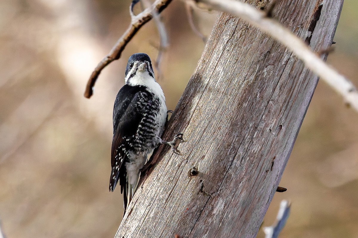 Black-backed Woodpecker - ML644177711