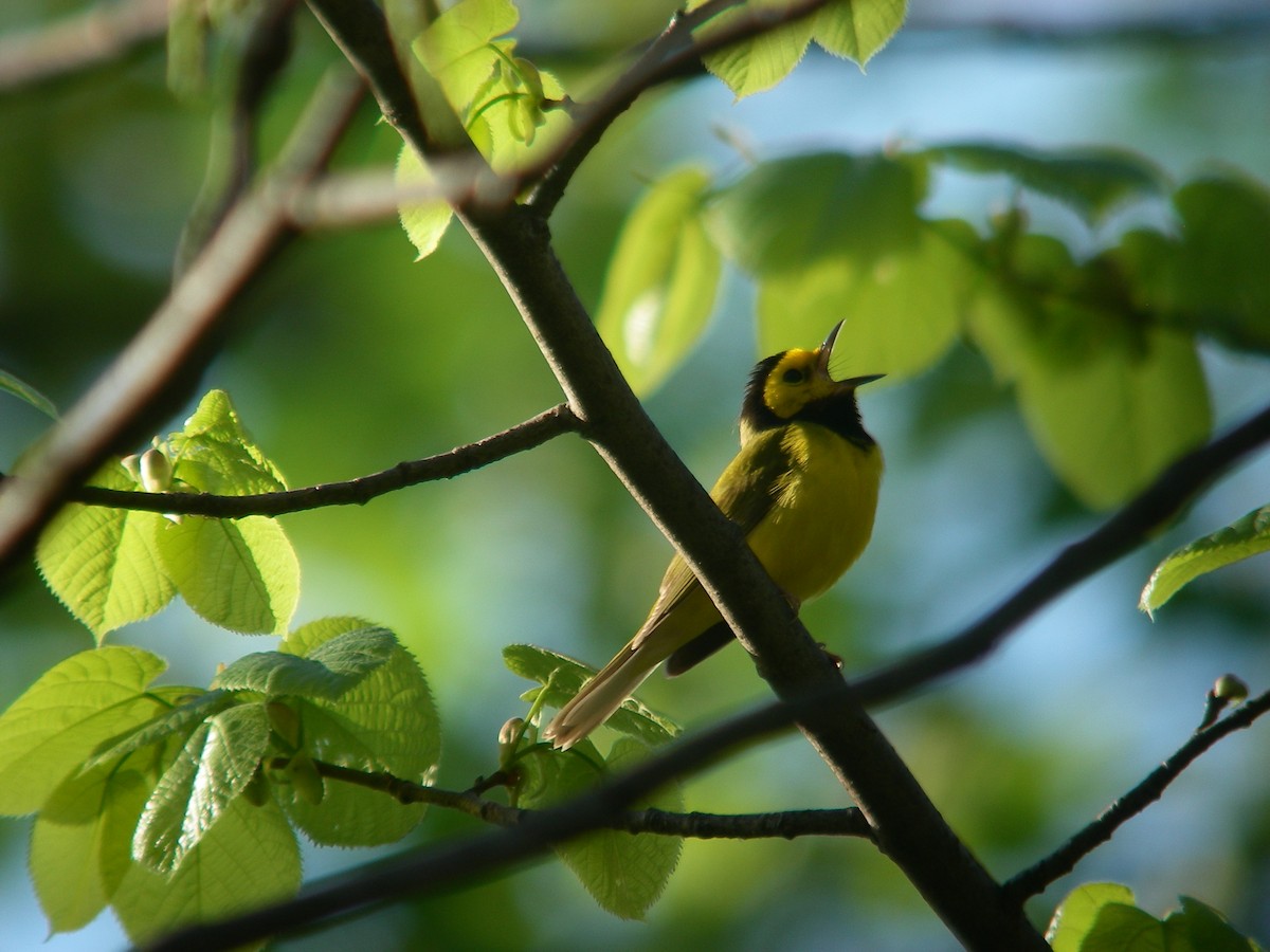 Hooded Warbler - ML644177737