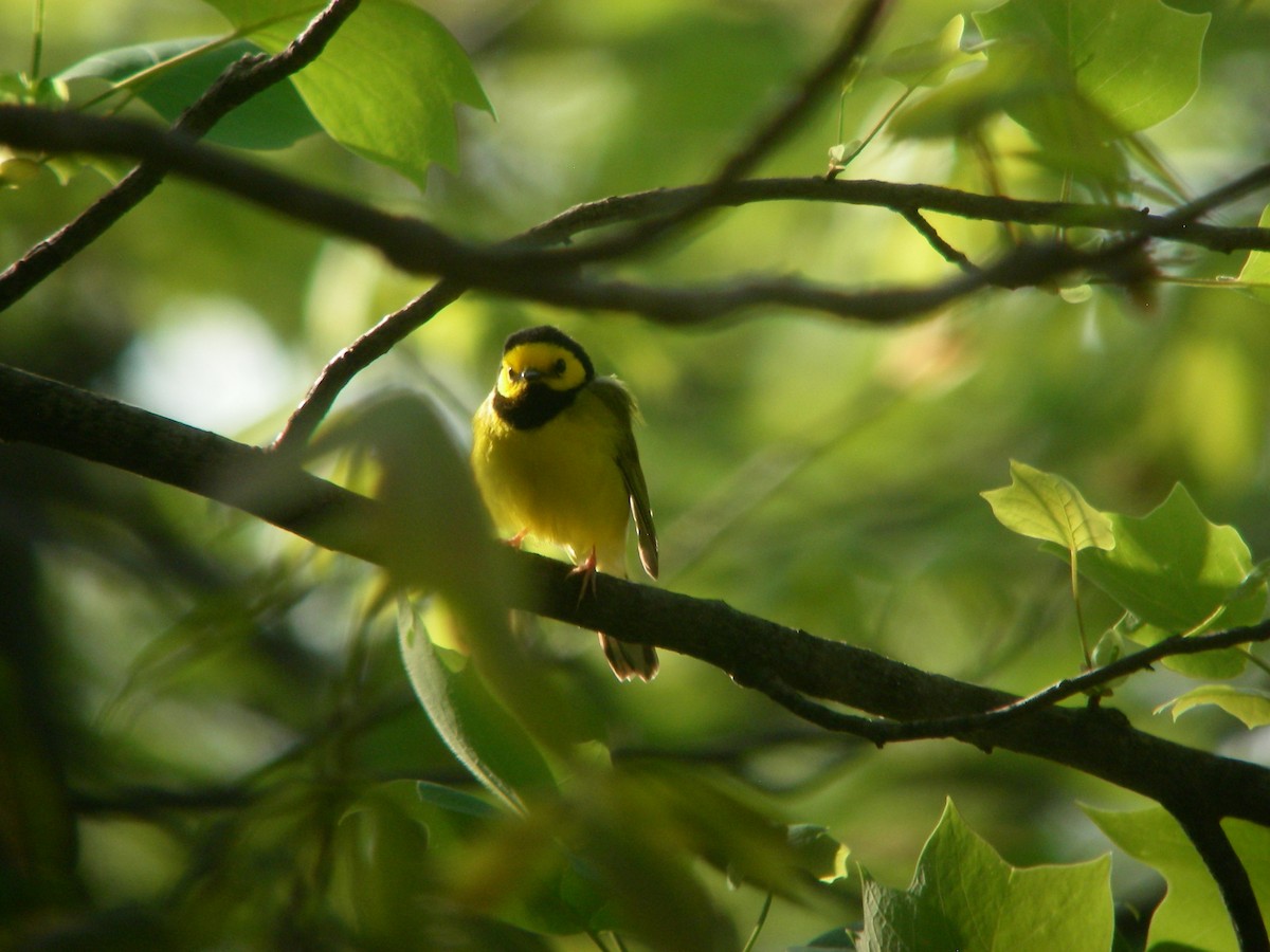 Hooded Warbler - ML644177738