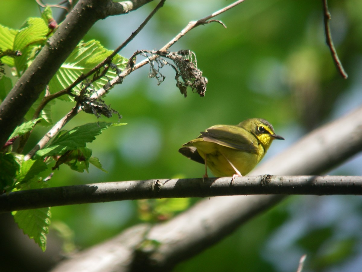 Kentucky Warbler - ML644177753