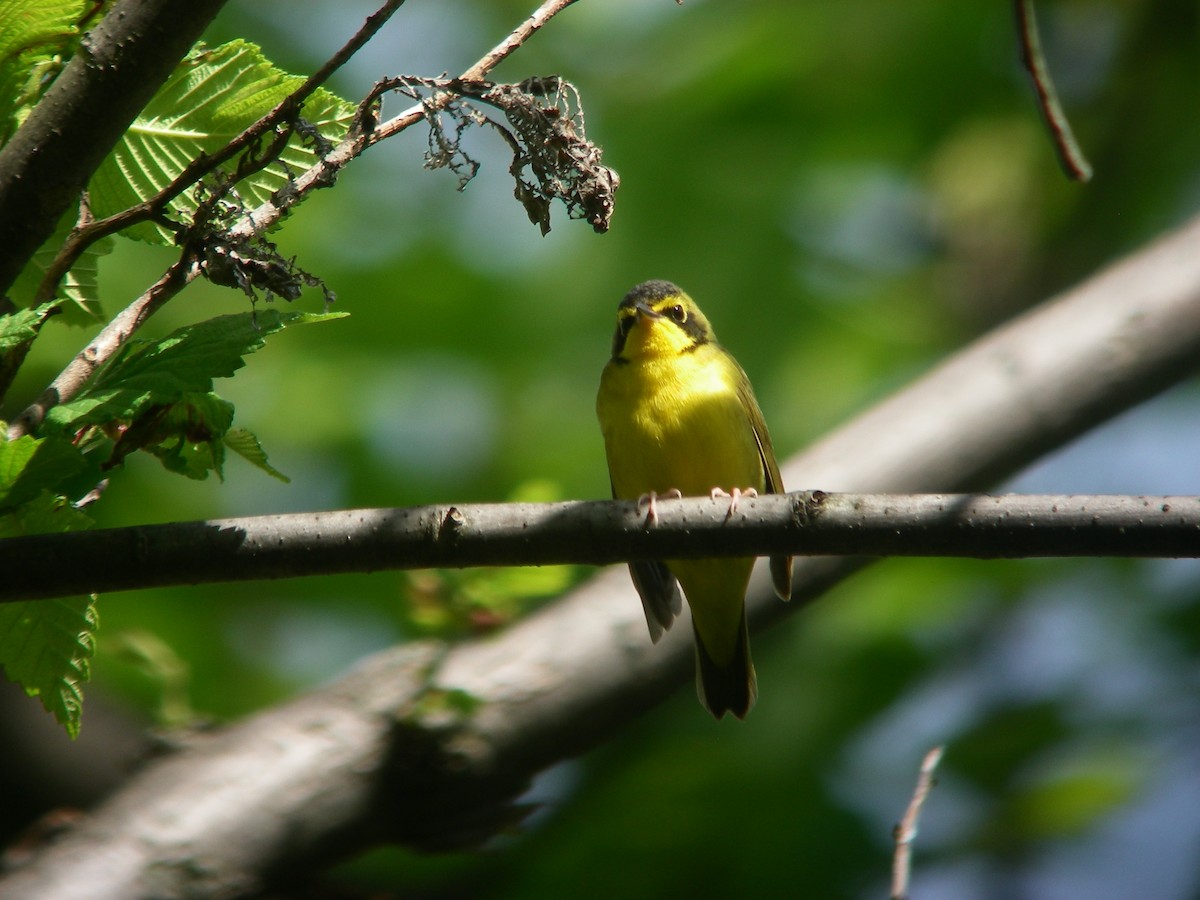 Kentucky Warbler - ML644177774