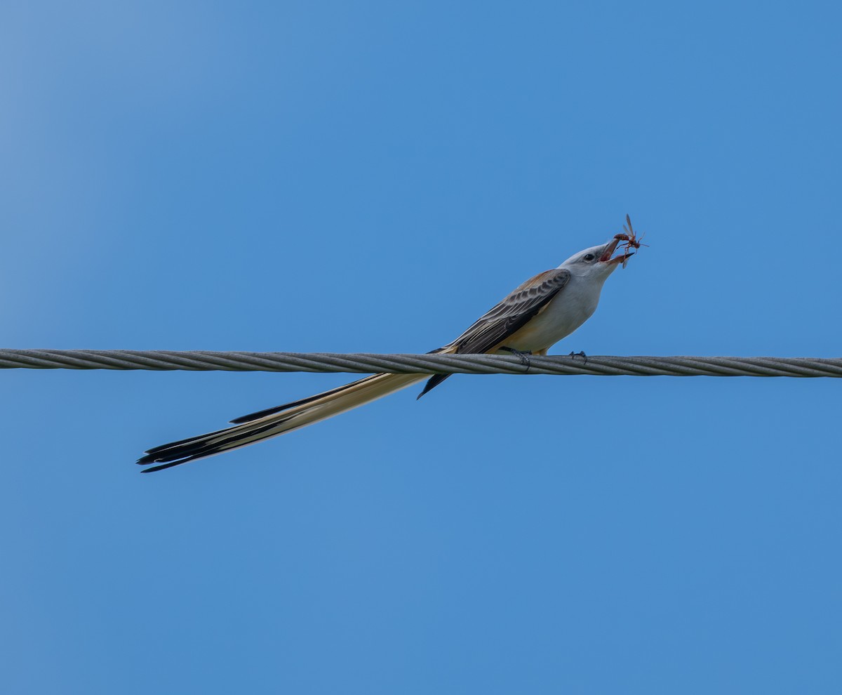 Тиран мексиканський - ML644177778