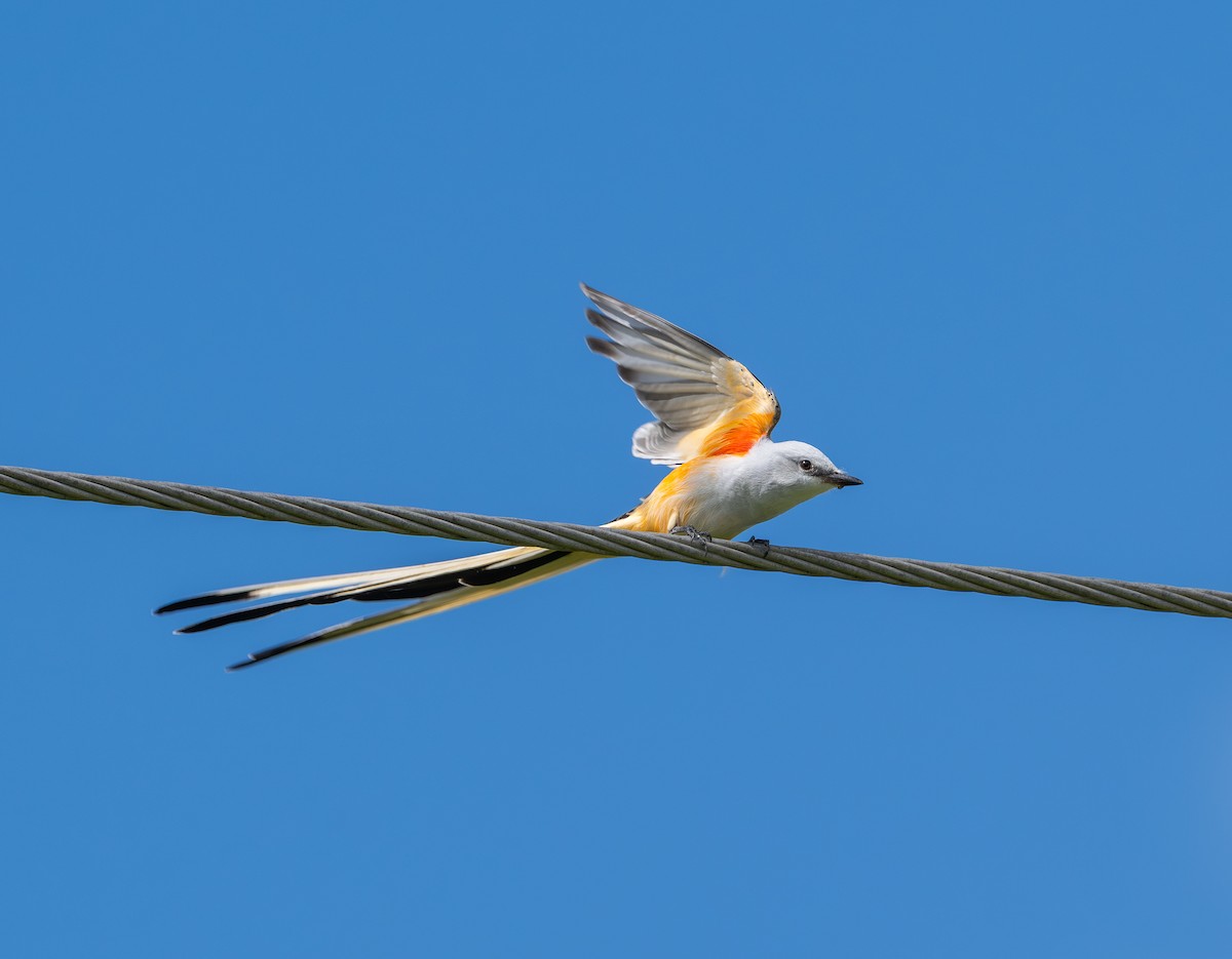 Тиран мексиканський - ML644177779