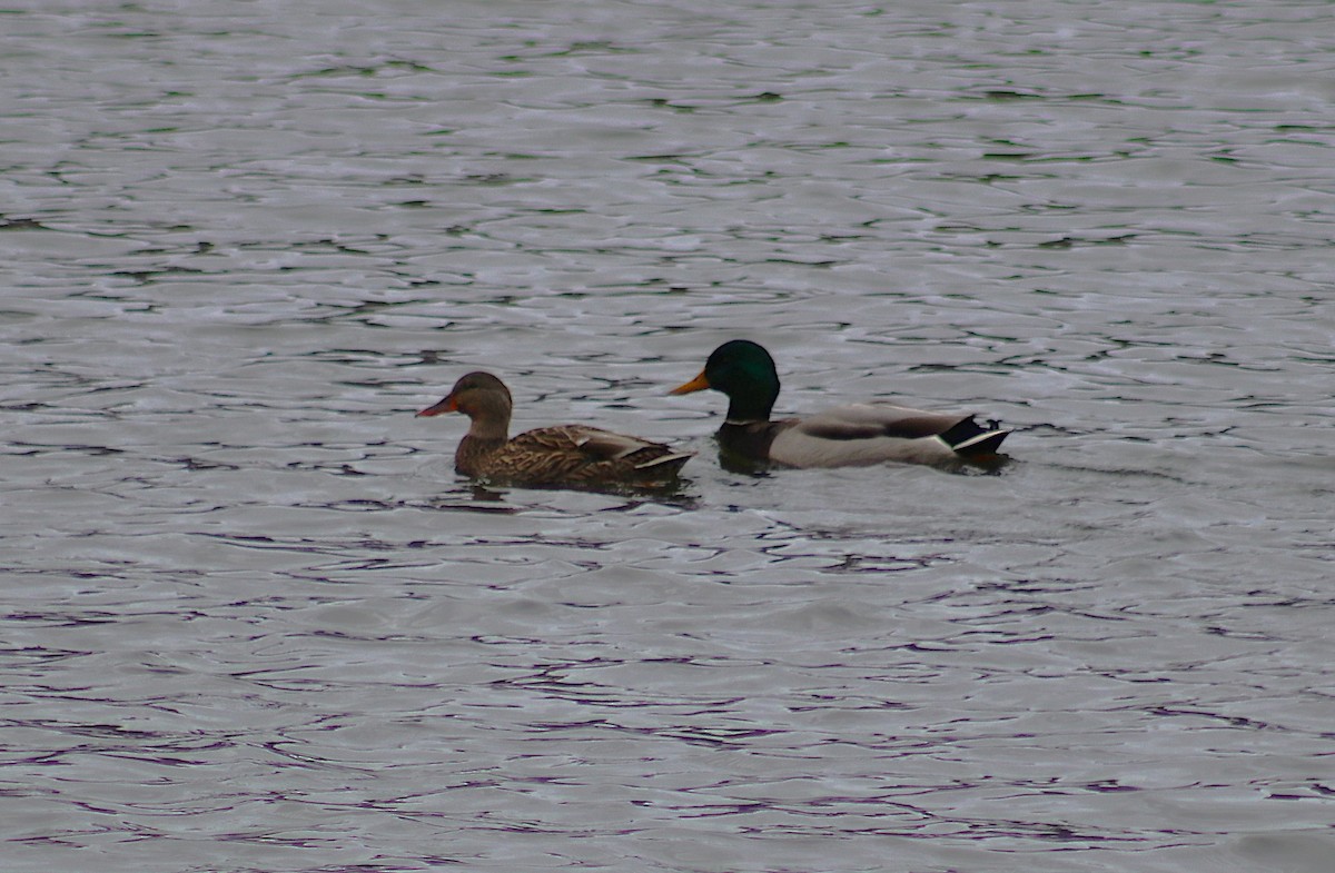 Canard colvert - ML644177785