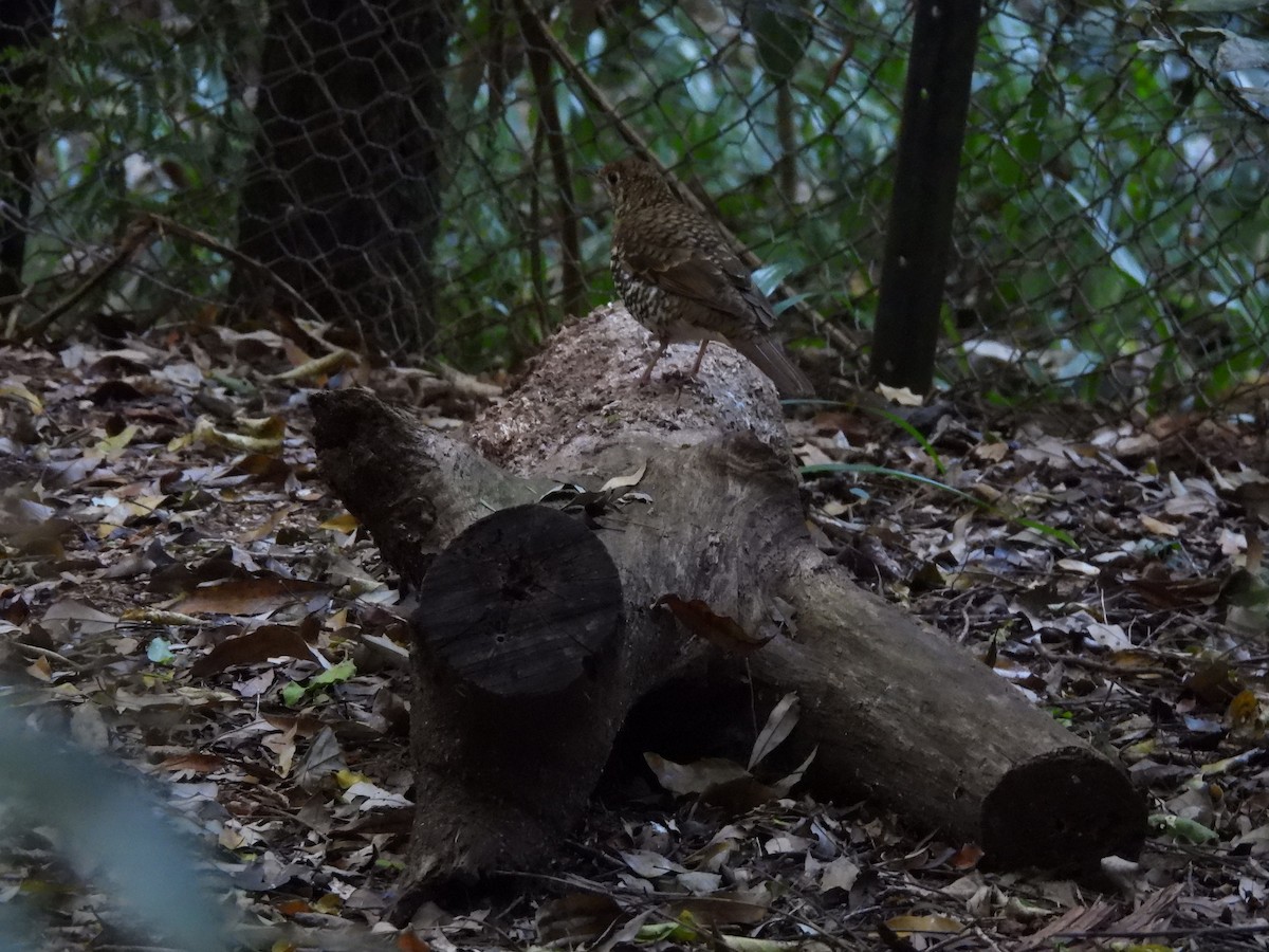 Bassian Thrush - ML644177798