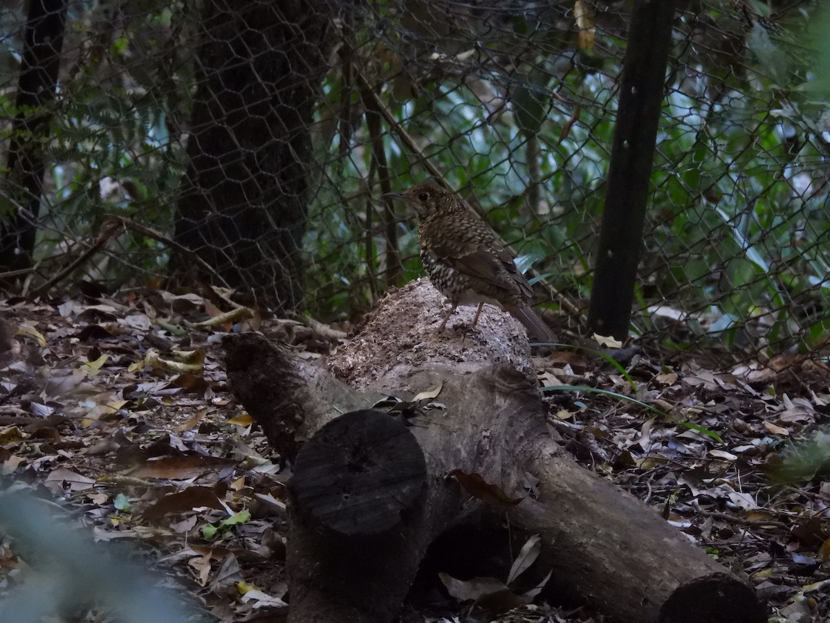 Bassian Thrush - ML644177800