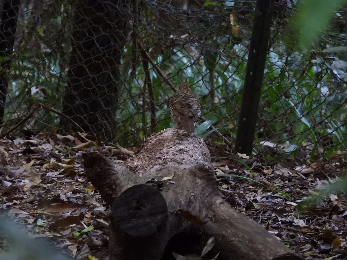 Bassian Thrush - ML644177801