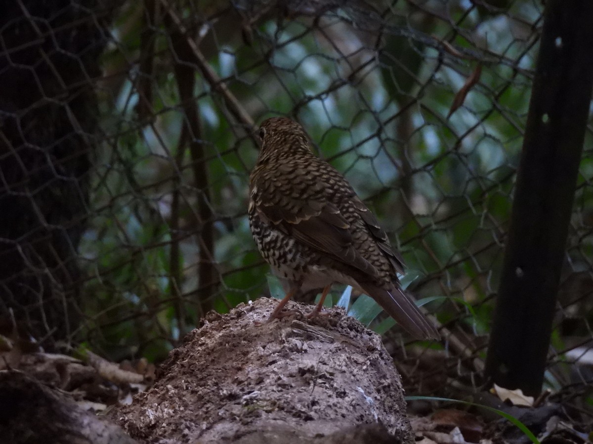 Bassian Thrush - ML644177806