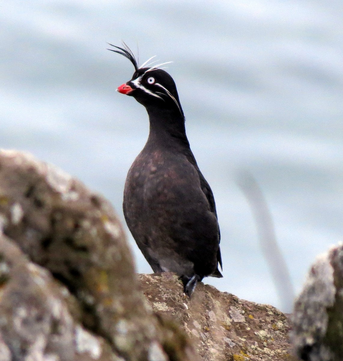 Whiskered Auklet - ML64417781