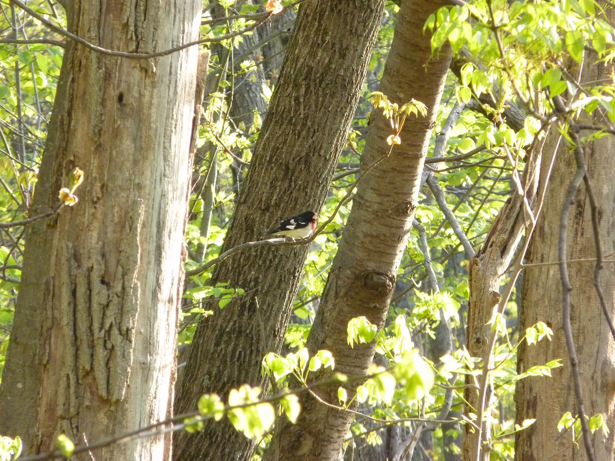 Rose-breasted Grosbeak - ML644177820