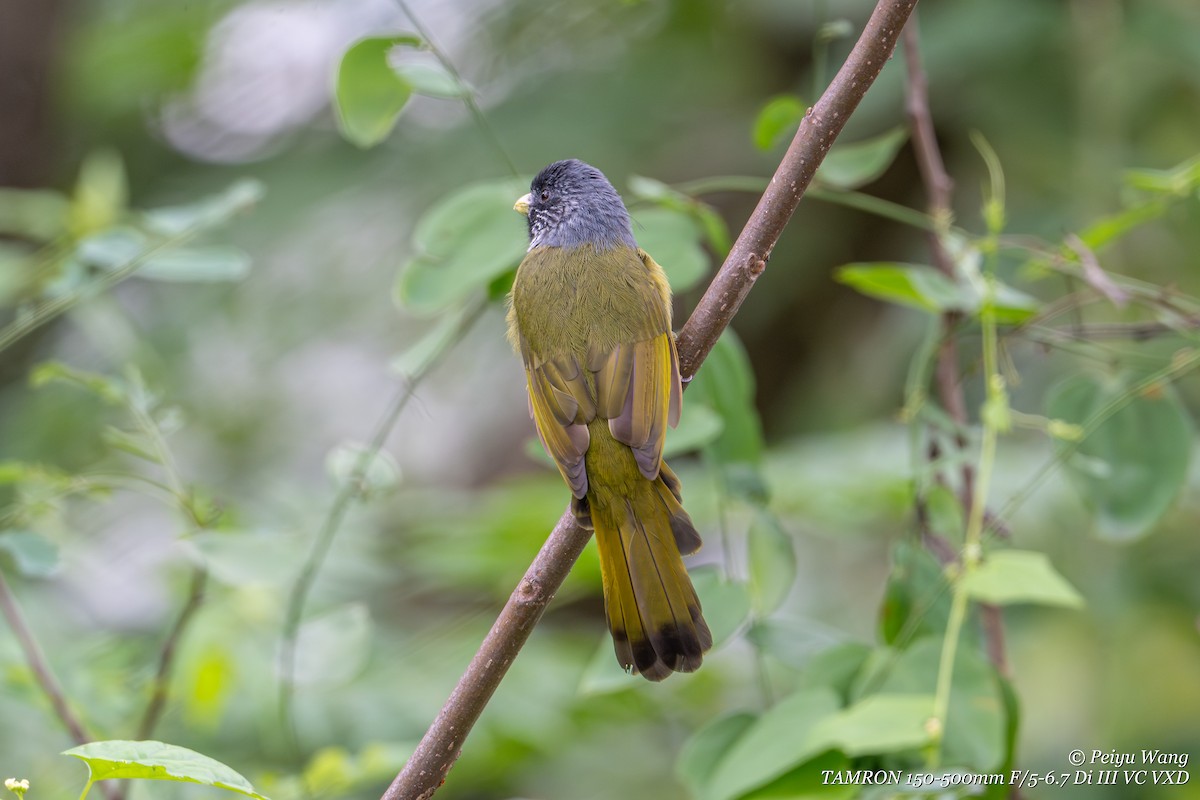 Bulbul à semi-collier - ML644177821