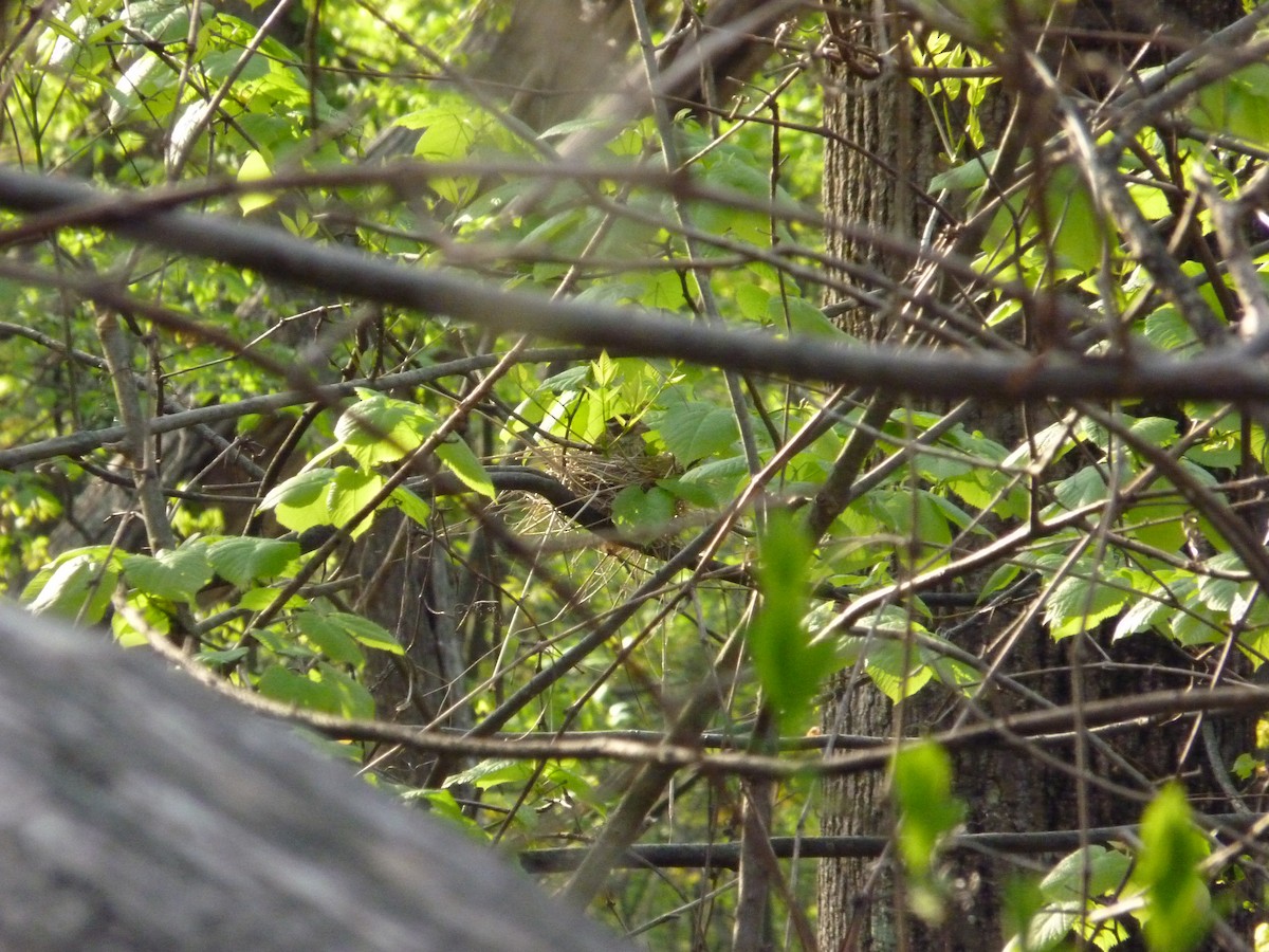 Rose-breasted Grosbeak - ML644177834