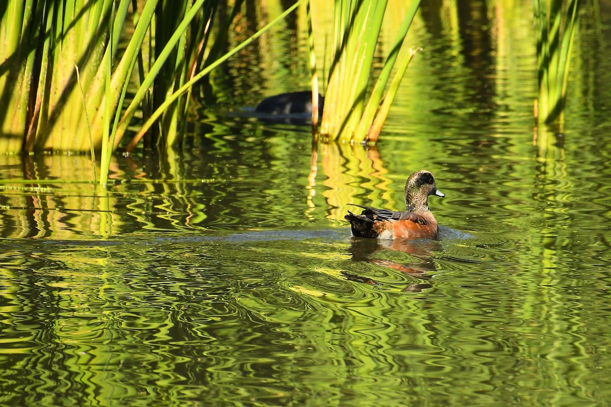 American Wigeon - ML644177843
