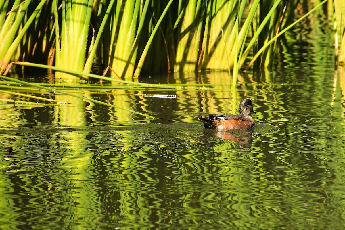 American Wigeon - ML644177844