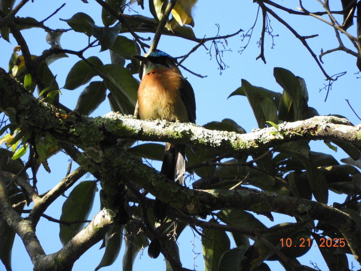 レッソンハチクイモドキ - ML644177861