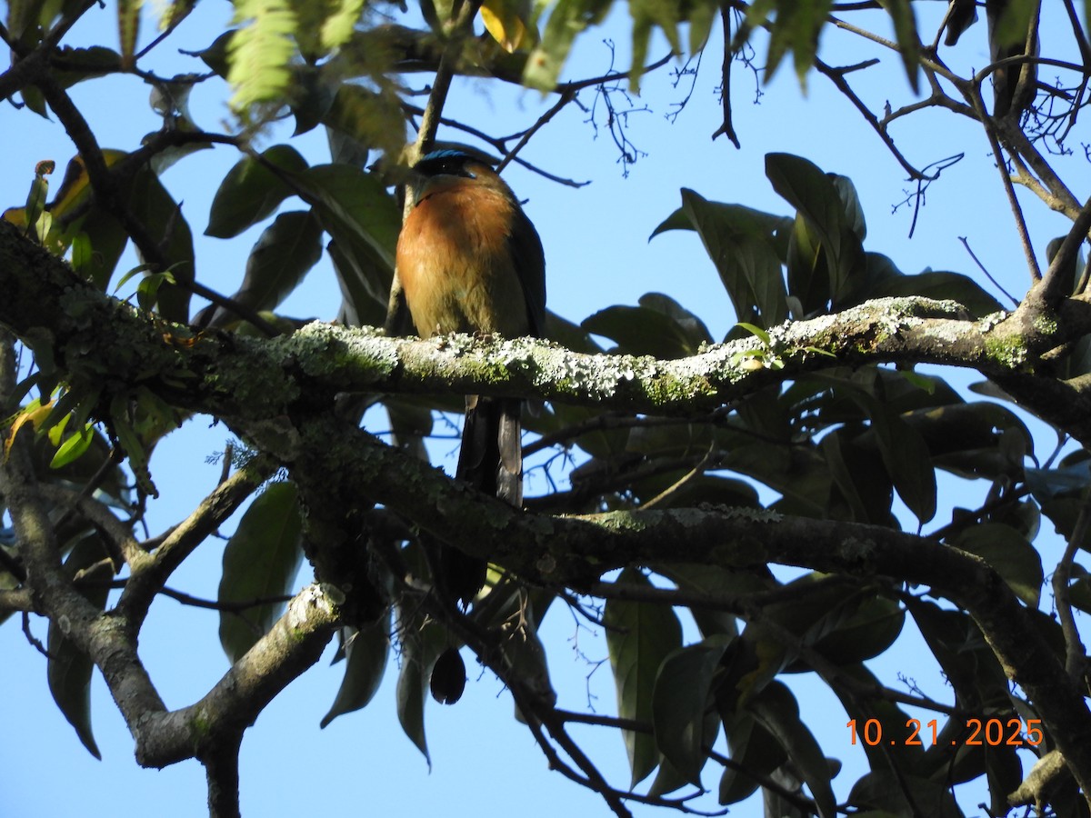 レッソンハチクイモドキ - ML644177862