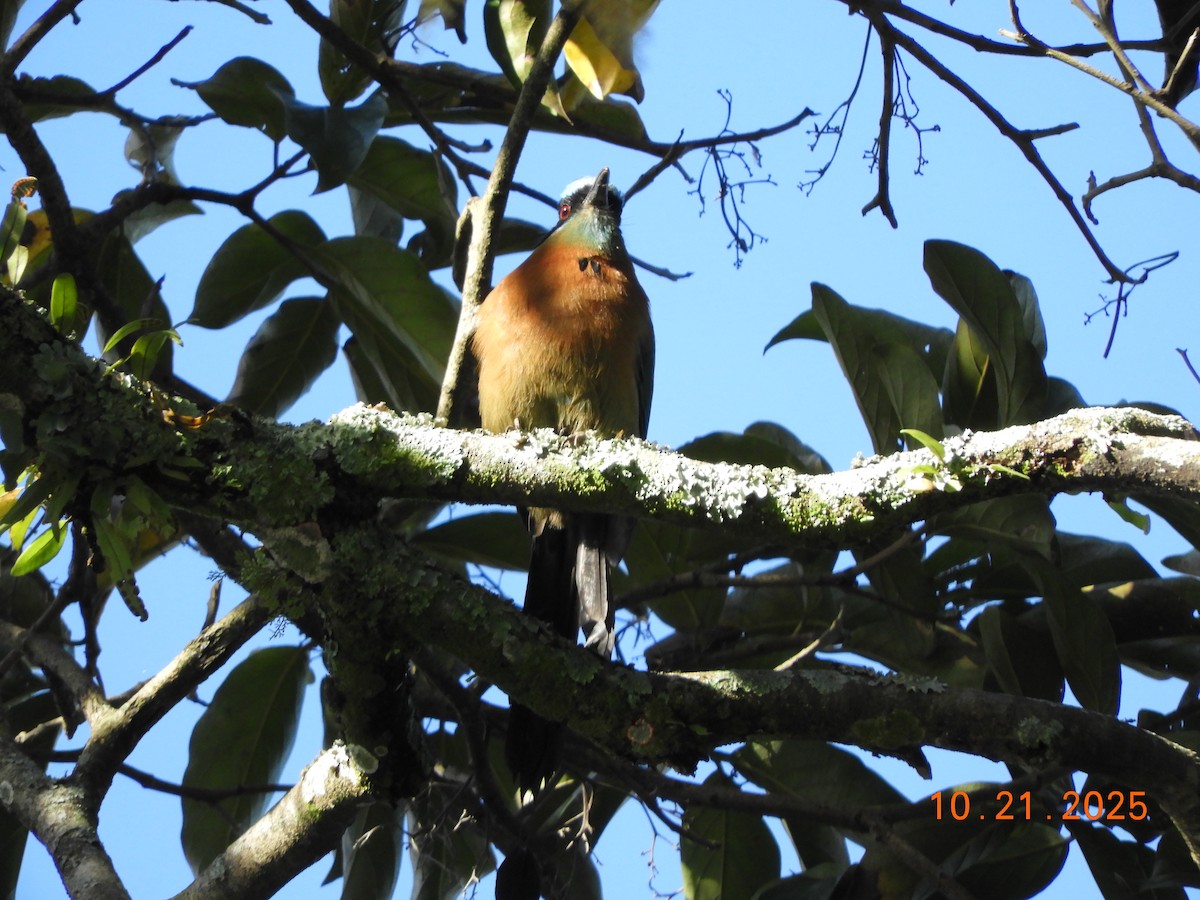 レッソンハチクイモドキ - ML644177863