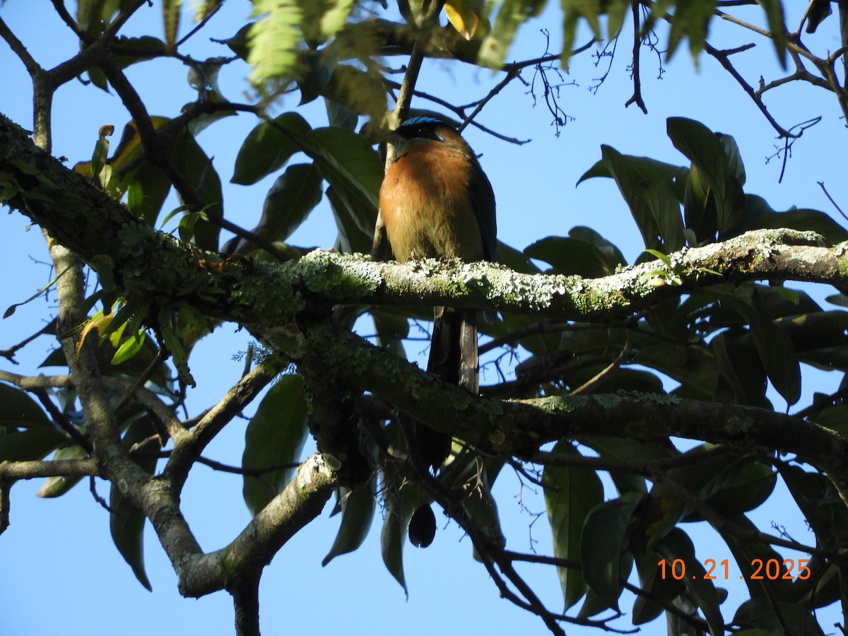 レッソンハチクイモドキ - ML644177864