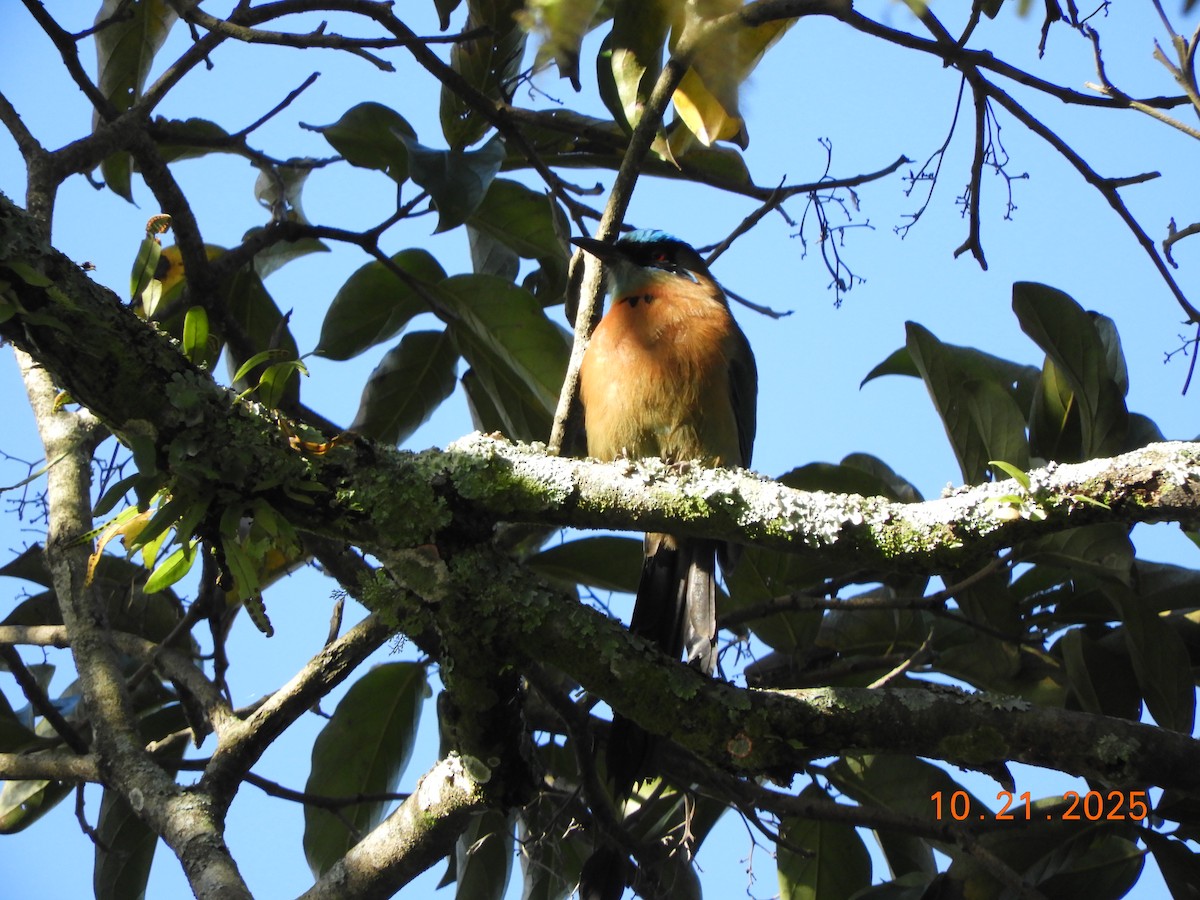 レッソンハチクイモドキ - ML644177865