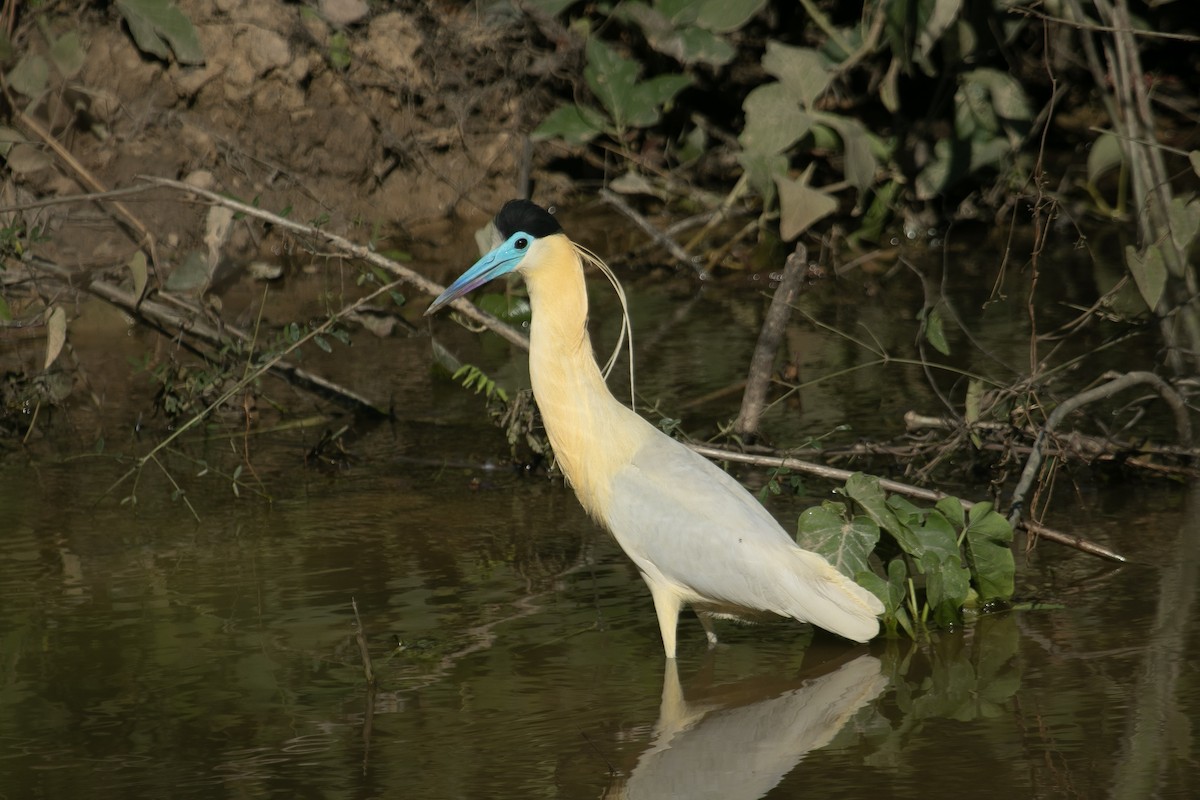 Capped Heron - ML644177868