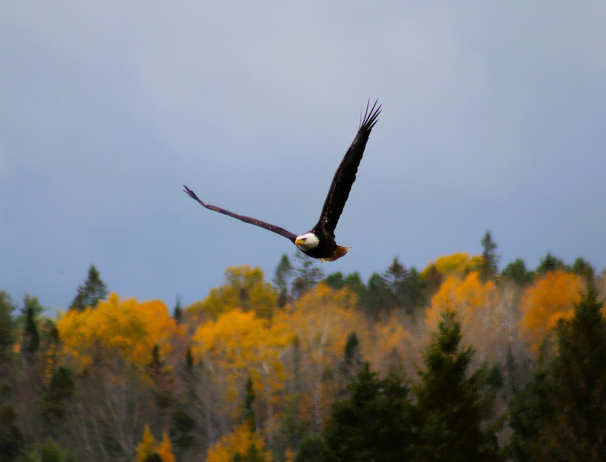 Pygargue à tête blanche - ML644177879