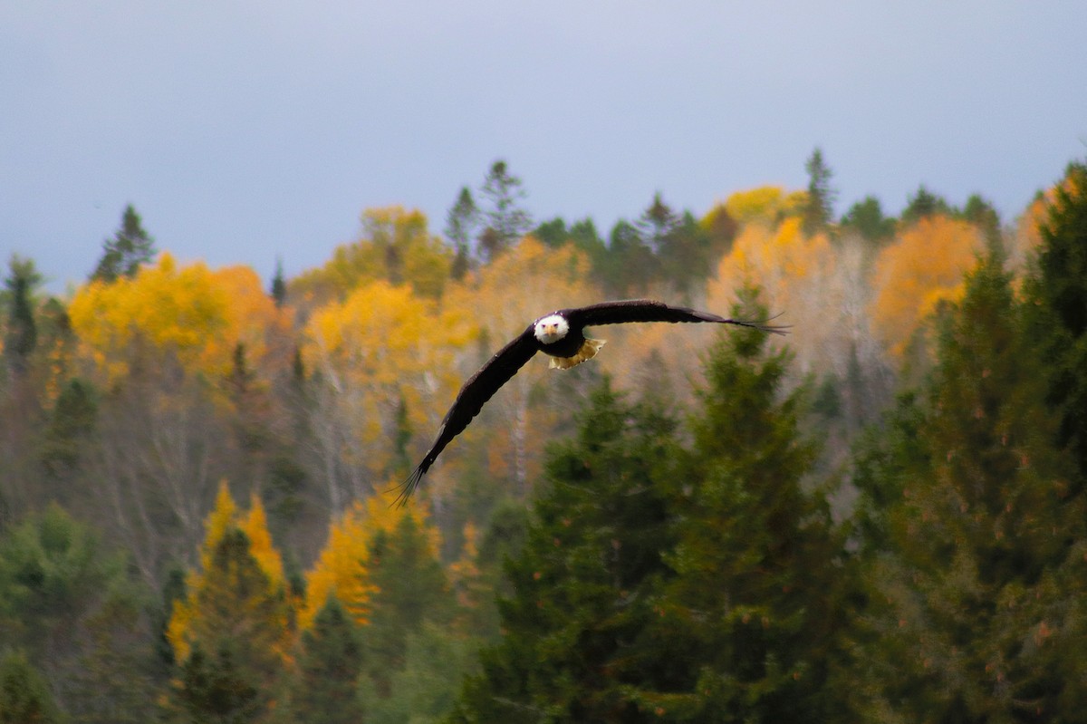 Pygargue à tête blanche - ML644177880