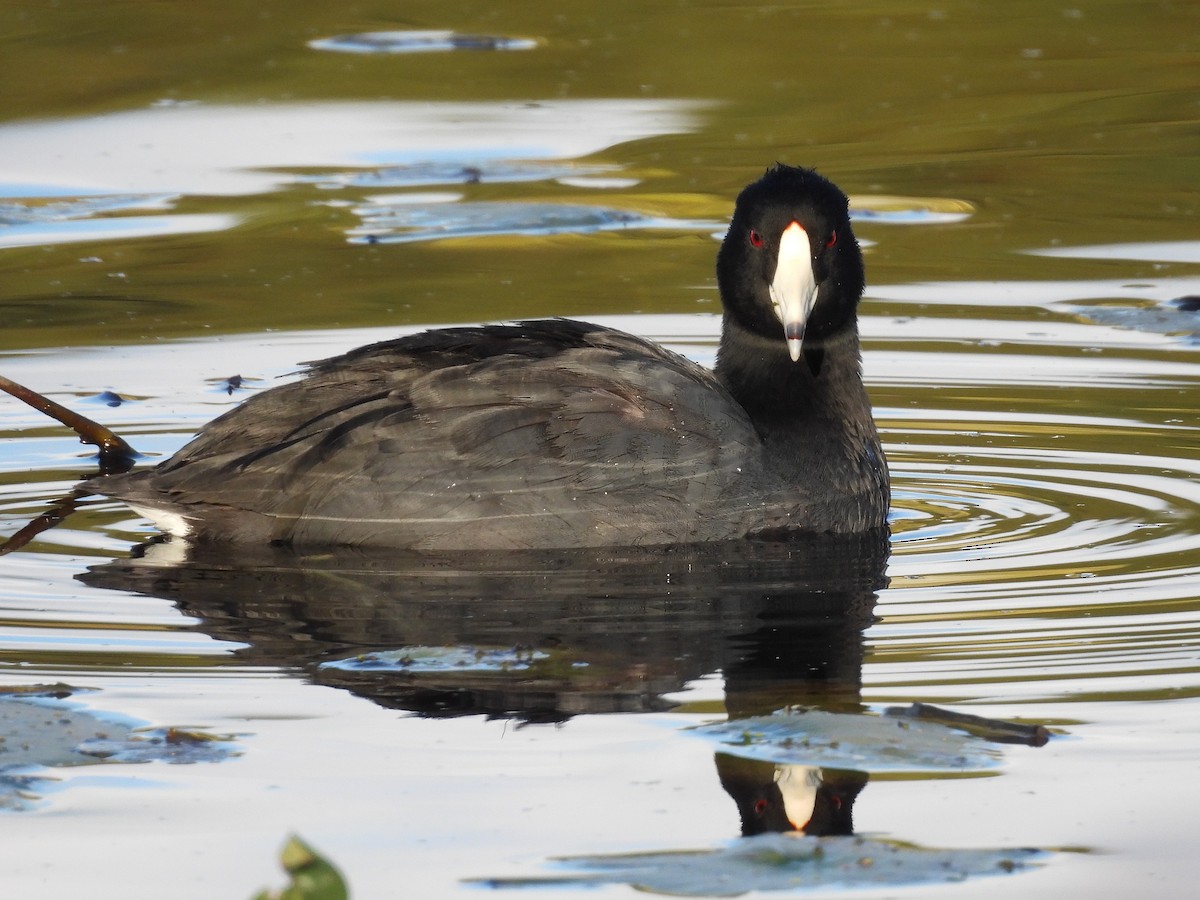 American Coot - ML644177899