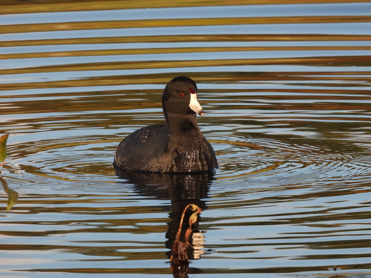 American Coot - ML644177900