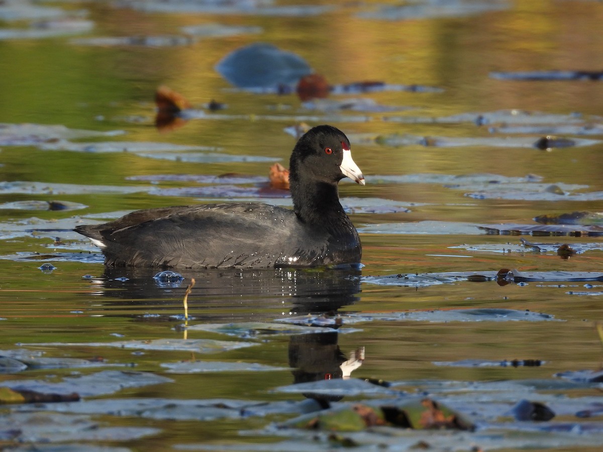 American Coot - ML644177901